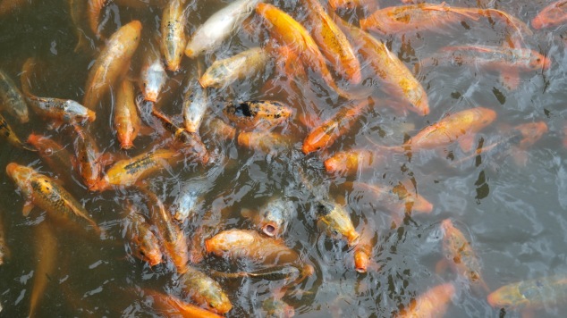 Diversos peixes que estavam em uma lago na entrada da citadel. Paguei por um saquinho de comida de peixe, por isso eles parecem estar desesperados na foto :P